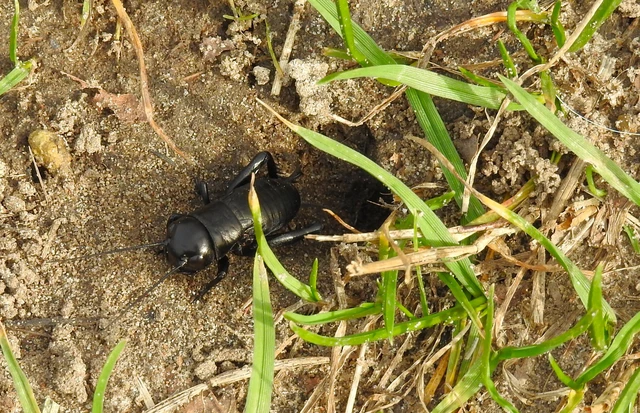Gryllus campestris - mezei tücsök