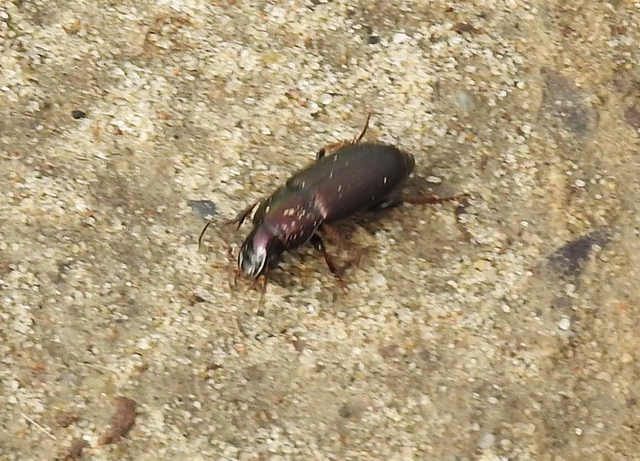 Harpalus distinguendus - mezei lomhafutó