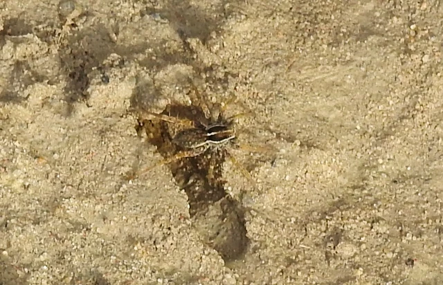 Pardosa