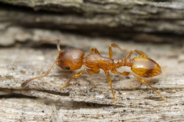 Temnothorax unifasciatus - gyűrűs kéreghangya