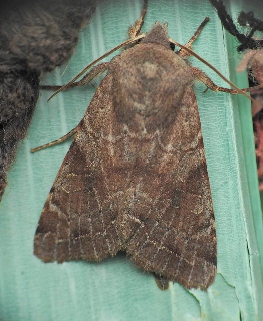 Orthosia incerta - változékony barkabagoly
