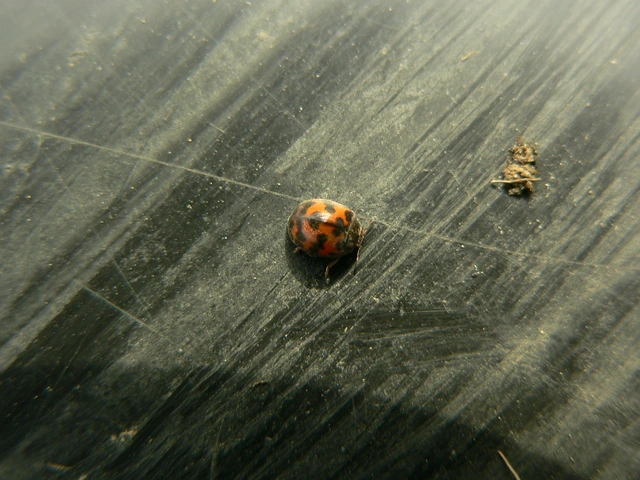 Subcoccinella vigintiquatuorpunctata - lucernaböde