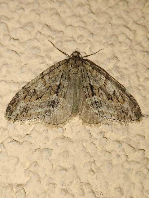 Trichopteryx polycommata - kőrisfa-lebenyesaraszoló