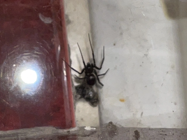 Steatoda grossa - nagy faggyúpók