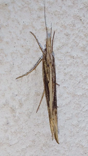 Ypsolopha mucronella - kecskerágómoly