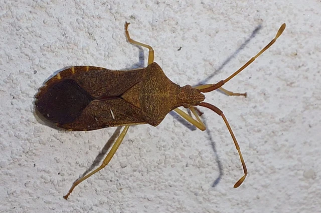 Gonocerus acuteangulatus - aranypetés karimáspoloska