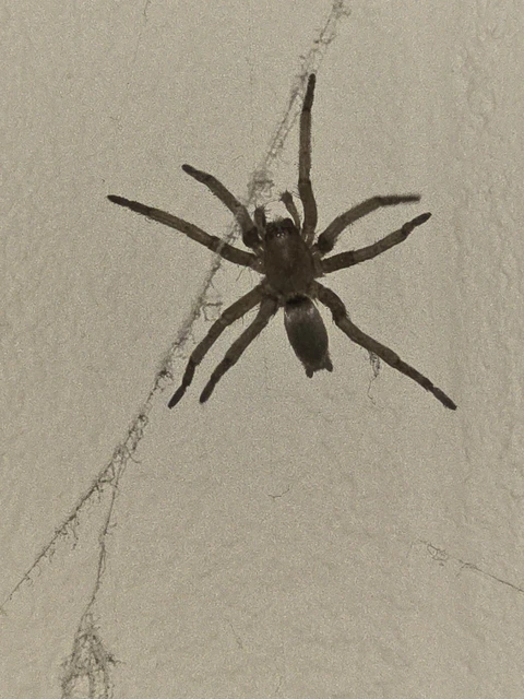 Drassodes/Drassodex
