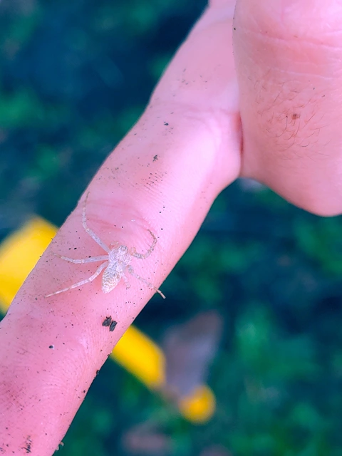 Philodromus