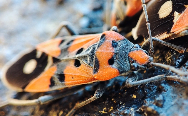 Lygaeus simulans - hamis lovagbodobács