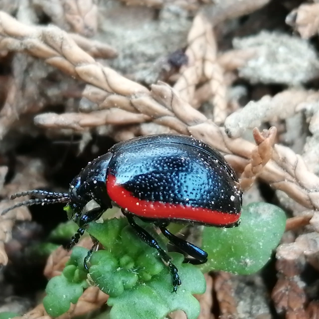 Chrysolina rossia - trapézhátú szegélyeslevelész