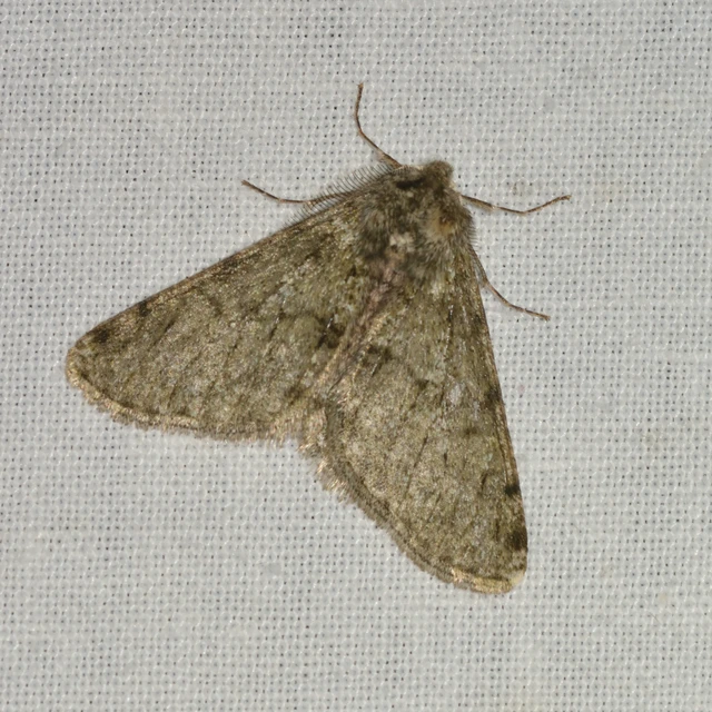 Apocheima pilosaria - zöldes tavasziaraszoló