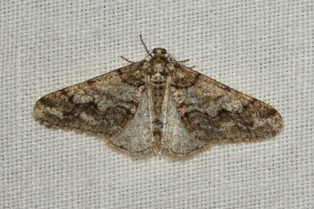 Agriopis leucophaearia - tölgy-tavasziaraszoló