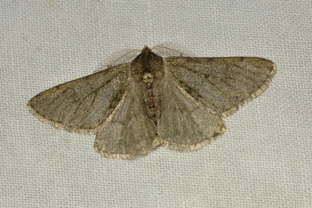 Apocheima pilosaria - zöldes tavasziaraszoló