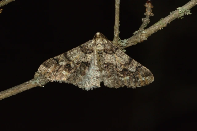 Agriopis leucophaearia - tölgy-tavasziaraszoló