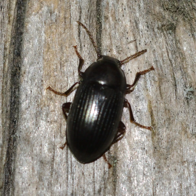 Nalassus dermestoides - rövidszárnyú gyászbogár