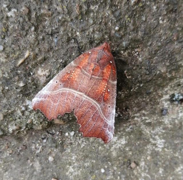 Scoliopteryx libatrix - vörös csipkésbagoly
