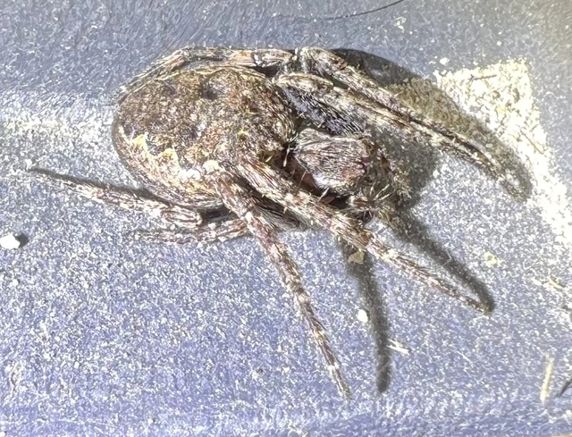 Nuctenea umbratica - közönséges rés-keresztespók