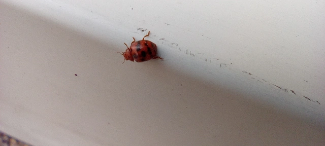 Subcoccinella vigintiquatuorpunctata - lucernaböde