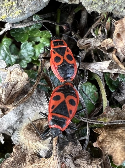 Pyrrhocoris apterus - verőköltő poloska
