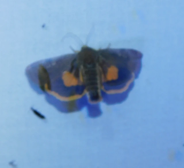 Noctua janthe - lappangó sárgafűbagoly