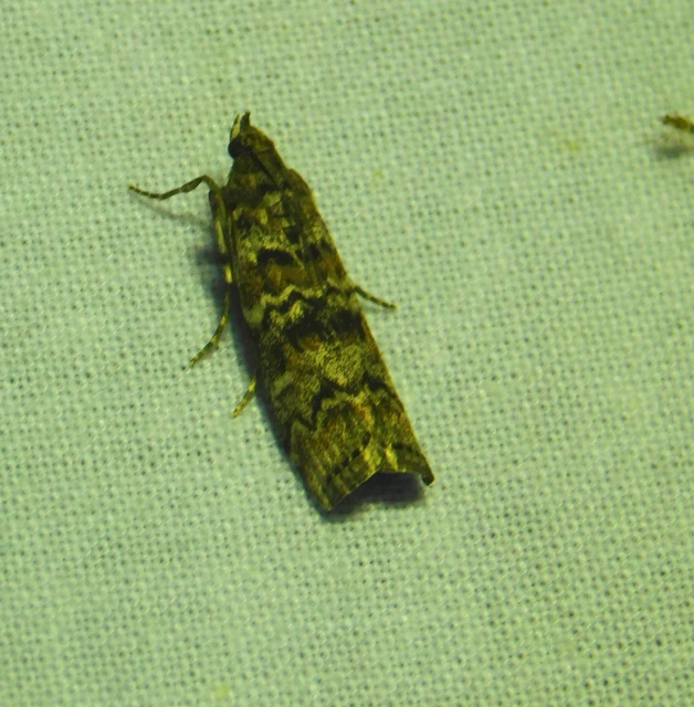 Dioryctria
