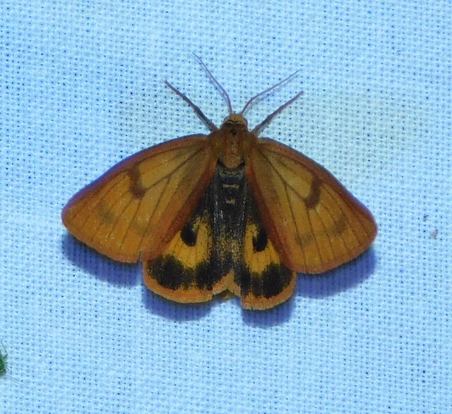 Diacrisia sannio - vörösszélű medvelepke