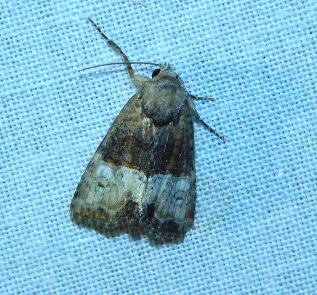 Mesoligia furuncula - kétszínű dudvabagoly