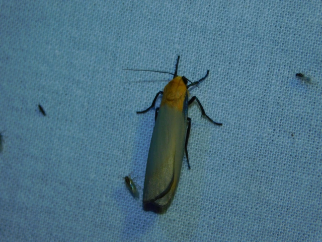 Lithosia quadra - négypettyes zuzmószövő