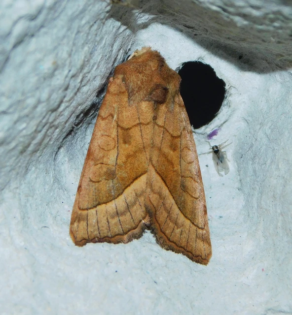 Hydraecia micacea - csillogó acsalapubagoly