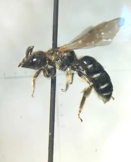 Halictus maculatus