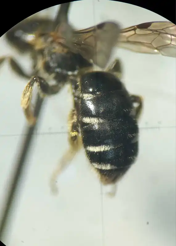 Halictus maculatus