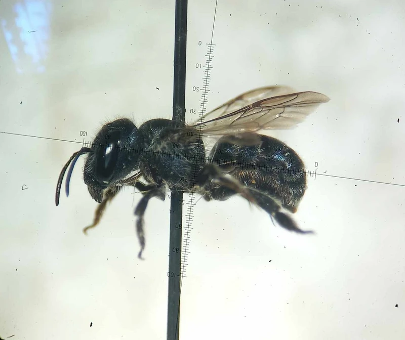 Osmia caerulescens