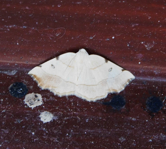 Eilicrinia trinotata - háromjegyű araszoló