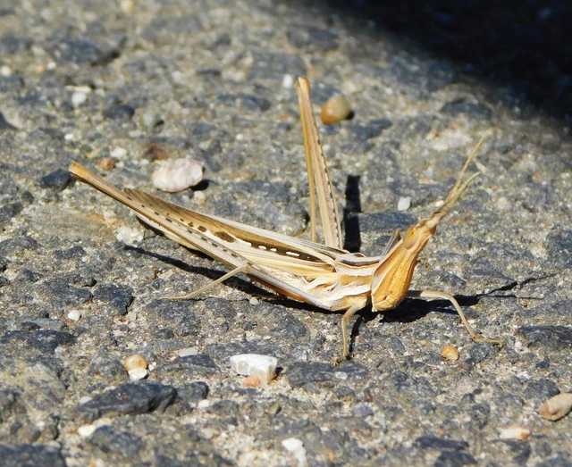 Acrida ungarica - sisakos sáska