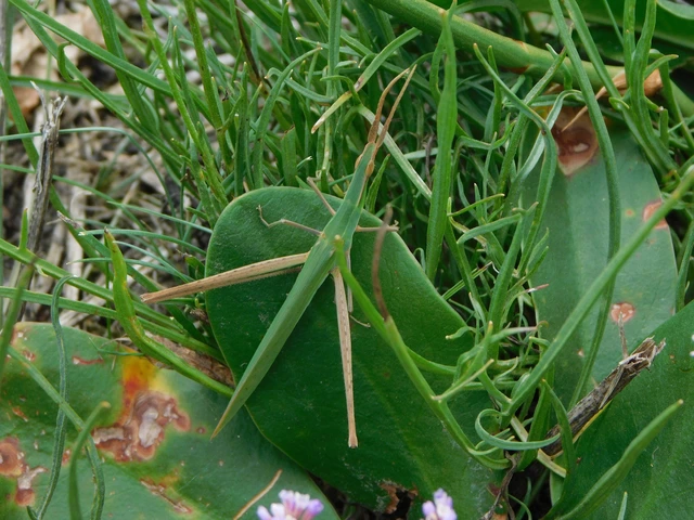 Acrida ungarica - sisakos sáska