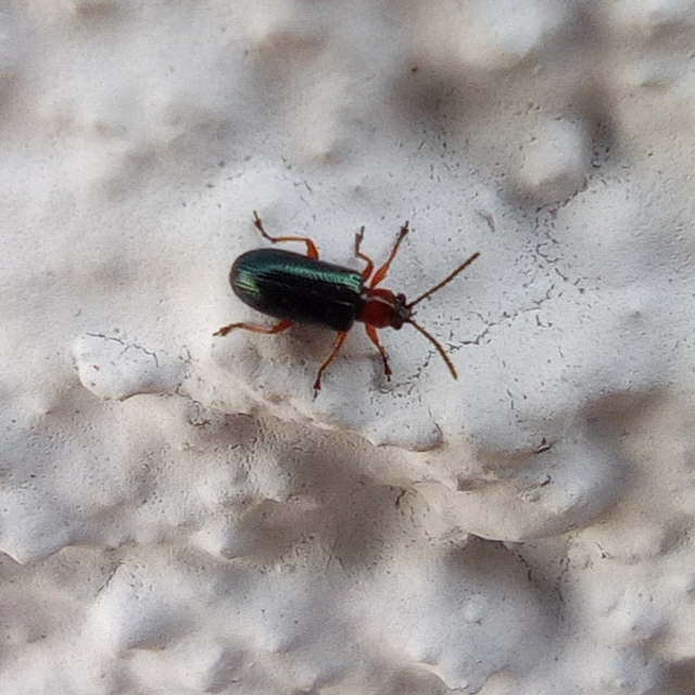 Oulema melanopus/duftschmidi