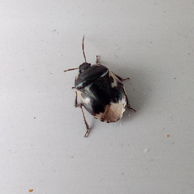 Tritomegas bicolor - foltos földipoloska