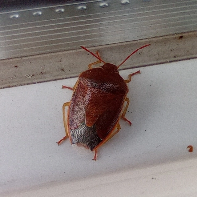 Piezodorus lituratus - bíboros címerespoloska Piezodorus lituratus - bíboros címerespoloska
