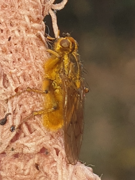 Scathophaga stercoraria - közönséges trágyalégy