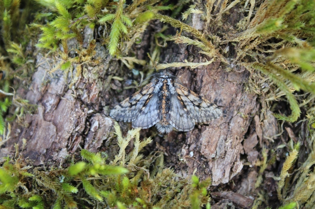 Lycia pomonaria - hársfa-tavasziaraszoló