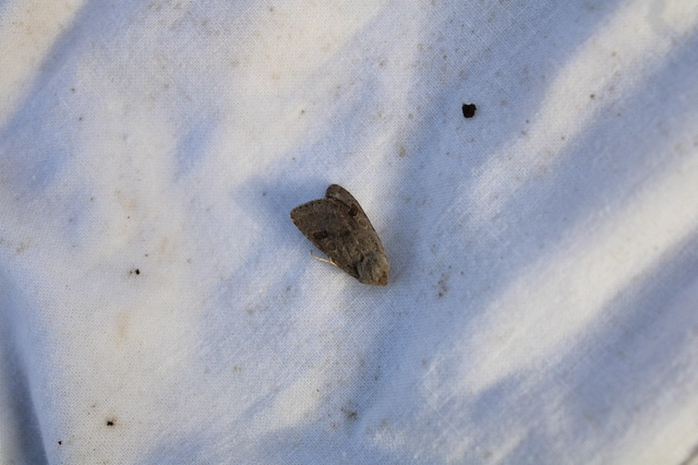 Orthosia populeti - nyárfa-barkabagoly