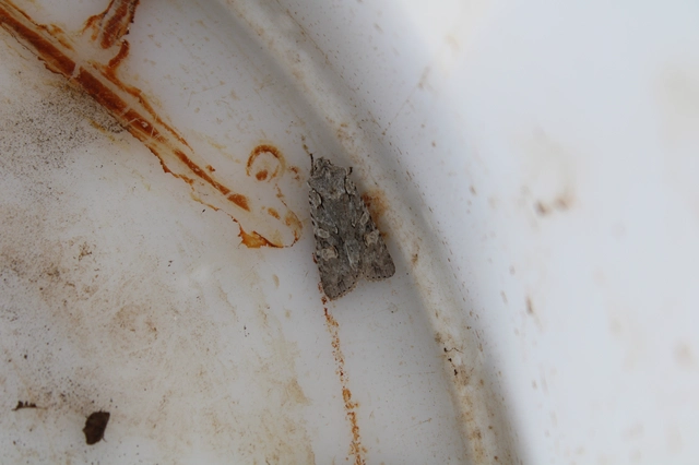 Lithophane ornitopus - közönséges fabagoly