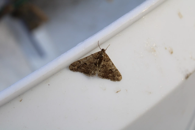 Agriopis leucophaearia - tölgy-tavasziaraszoló