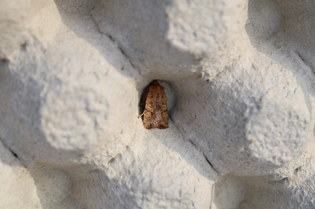 Conistra rubiginea - vörös őszibagoly