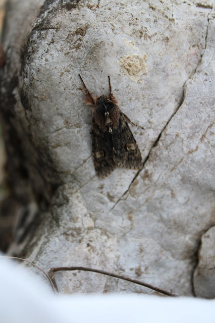 Brachionycha nubeculosa - zömök fésűsbagoly
