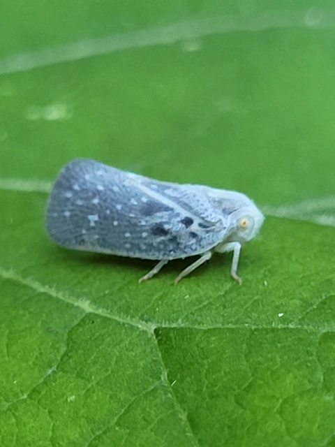 Metcalfa pruinosa - amerikai lepkekabóca