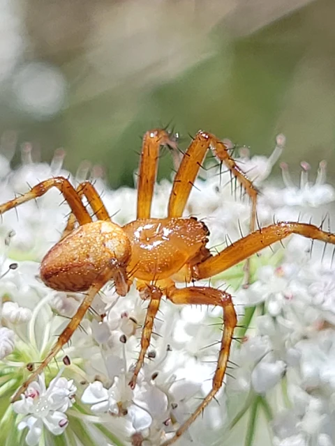 Araneus quadratus - négyes keresztespók