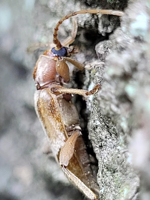 Trichoferus pallidus - sápadt éjicincér