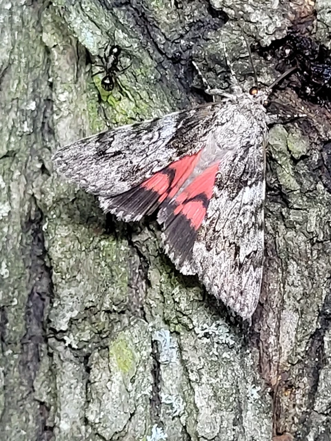Catocala promissa - kis tölgyfa-övesbagoly