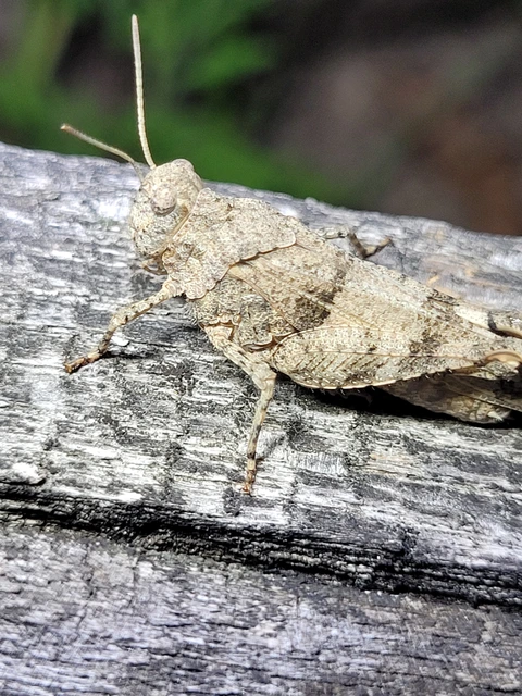 Oedipoda caerulescens - kékszárnyú sáska